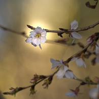 冬桜