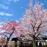 上品蓮台寺-2