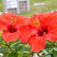 新婚花