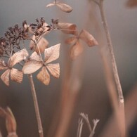 冬の四葩
