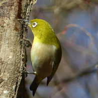 冬の里山で12(メジロ)