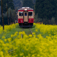 いすみ鉄道菜の花3