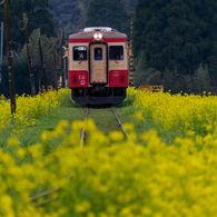 いすみ鉄道菜の花3