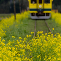 いすみ鉄道菜の花4