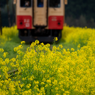 いすみ鉄道菜の花5