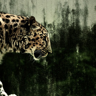 amur leopard