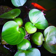 kinngyo no gakkou
