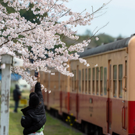 桜と小湊鉄道その1の10