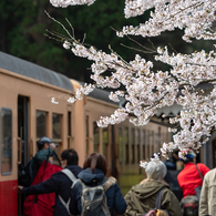 桜と小湊鉄道その1の11