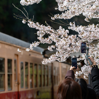 桜と小湊鉄道その1の12