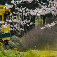 桜といすみ鉄道その2の2