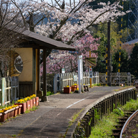 桜といすみ鉄道その2の3