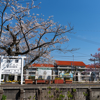 桜といすみ鉄道その2の4