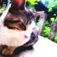 ぬこ
