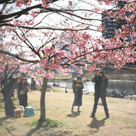 桜華満喫