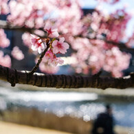 桜の下には星の川流れて