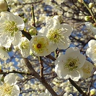 白梅群衆（2月24日）