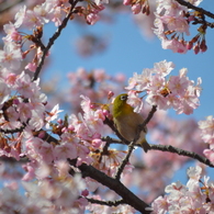 小鳥と桜