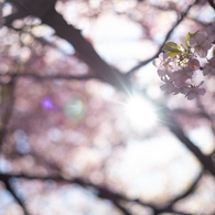 spring for tokyoites 2024