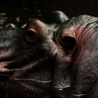 Hippopotamus