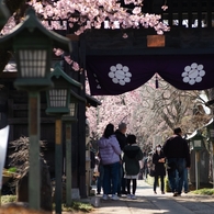 spring for tokyoites 2024