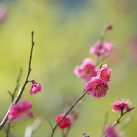 オールドレンズ遊び No.24-2