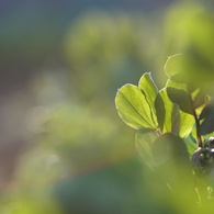 オールドレンズ遊び No.24-3