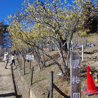 東蝋梅園入口