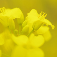 6月の菜の花
