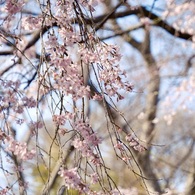 枝垂れ桜