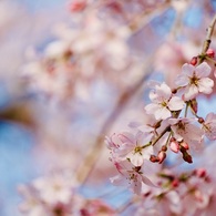 蕾と桜