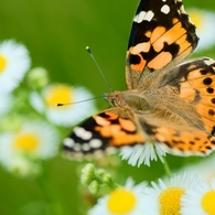Landing on Flower
