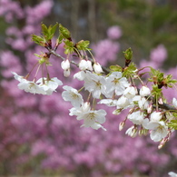 春の花3(桜2)
