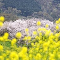 菜の花の黄色と、桜のピンク