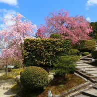 春がいっぱい(圓光寺2020)