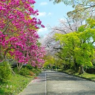 春がいっぱい(鷺の森神社)