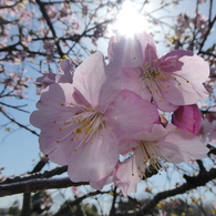 すみよし河津桜(2)