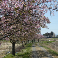 すみよし河津桜(3)