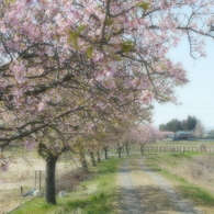 すみよし河津桜(4)