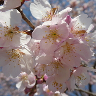 北浅羽の安行寒桜(1)