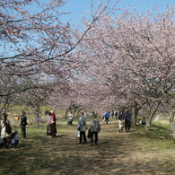 一足早いお花見