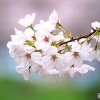 卯月の桜