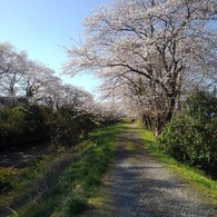 桜トンネル（4月10日）