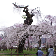 清雲寺の枝垂桜(1)