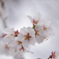 清雲寺の枝垂桜(2)