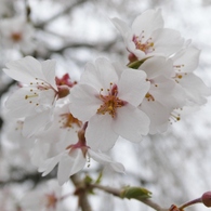 清雲寺の枝垂桜(3)