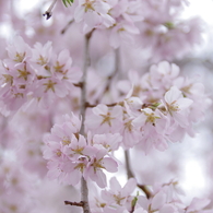 ほんのりピンクの枝垂桜