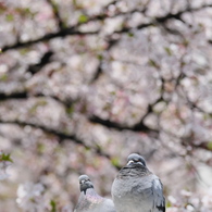 鳩のご夫婦