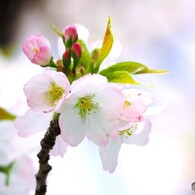 卯月の桜～ⅴ