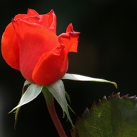 初夏への導き　薔薇